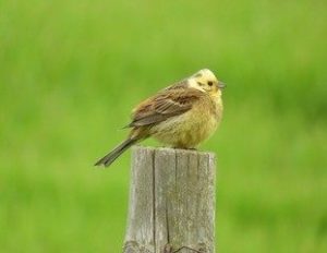 And farm birds too!