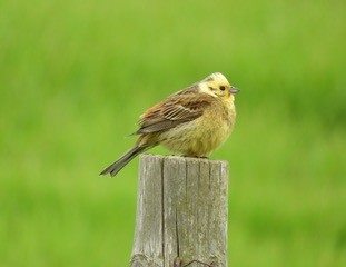 And farm birds too!