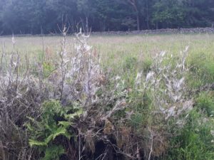 Anyone know why this bush is covered in spiders webs? Spooky!