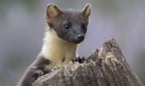 As part of a study run by Aberdeen University, a camera and feeding station have