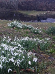 At last some gorgeous Spring weather. Still a dusting of snow on the mountains.