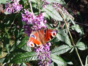 Beautiful butterflies on buddleia.