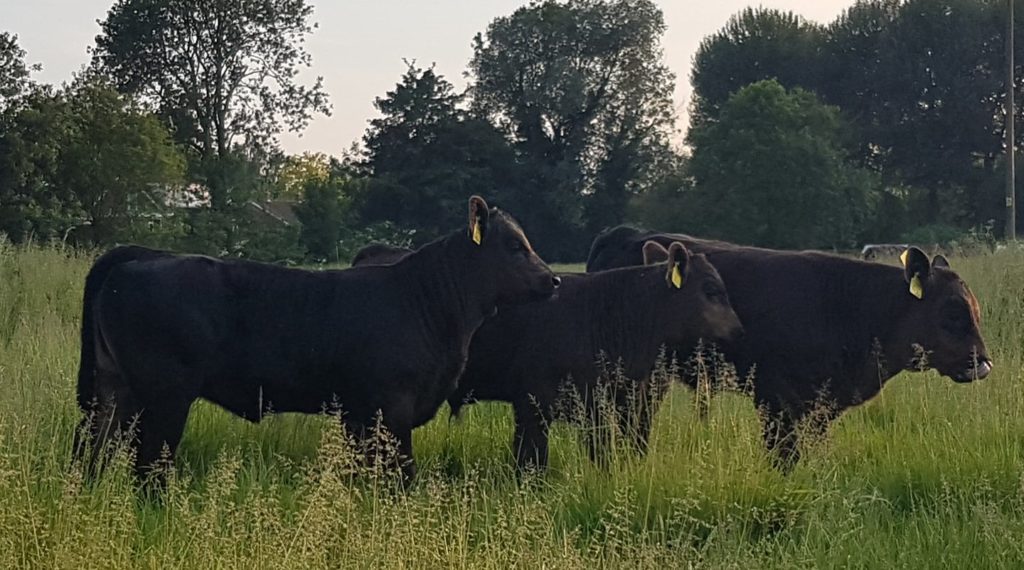 Just a few of the lovely calves got by Perkhill Errol (it started with a kiss).