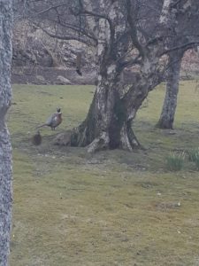 Look closely and you can see a Greater Spotted Woodpecker on the feeder with hop