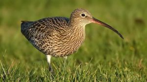 Spring is definitely my favourite season! Our cuckoo was back a week early – fir