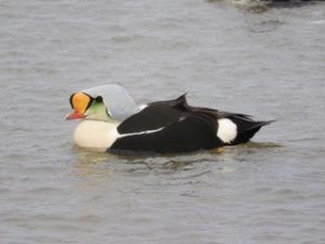 Thank you to our gifted photographer and keen ornithologist Tony who has allowed