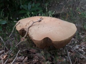 The fungi this year are HUGE! Perfect for the wee folk!