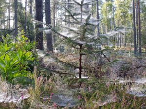 It’s spider season – almost looks like Christmas decorations!