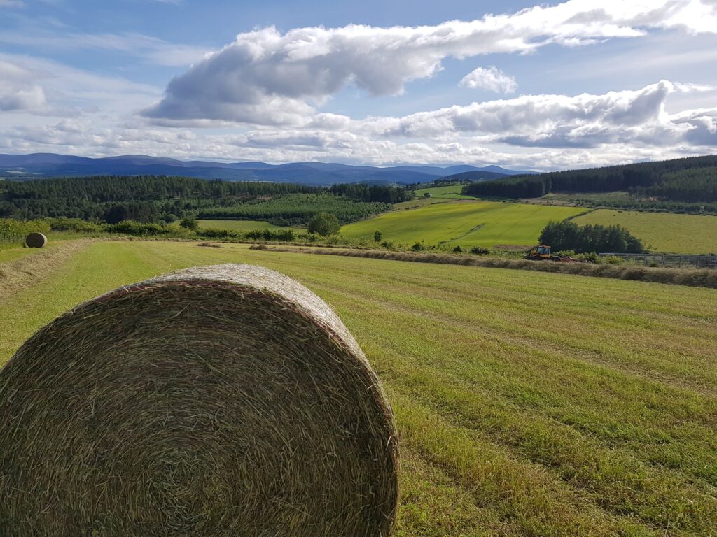 Making hay while the sun shines! Nosey neighbours looking on....