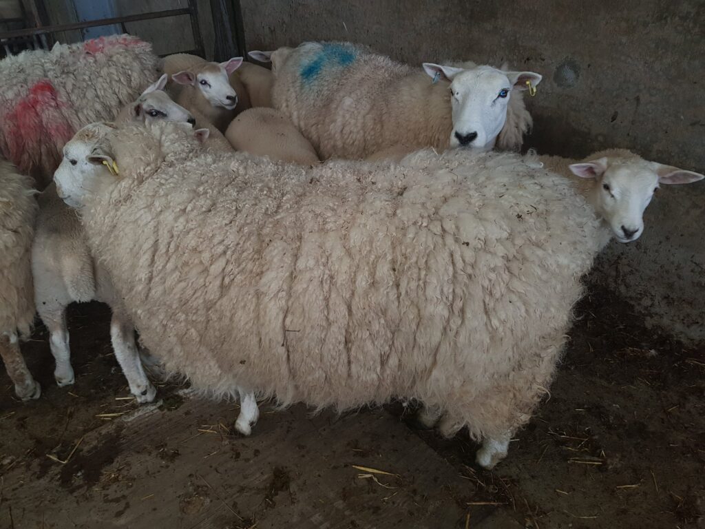 Shearing time at Perkhill. Our sheep were relieved to get thier fleeces cut last