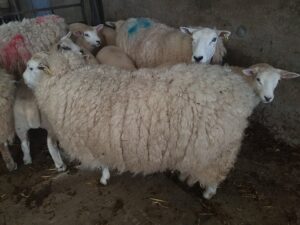 Shearing time at Perkhill. Our sheep were relieved to get thier fleeces cut last