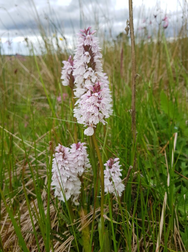 This is a lovely time of the year for water plants. Here are a few from around t